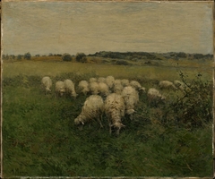 Sheep Grazing in an Open Field