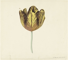 Tulp genaamd Bizard Sub. A by Cornelis van Noorde