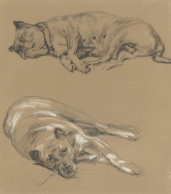Twee studies van een liggende hond