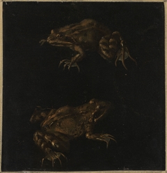 Two Brown Frogs by Otto Marseus van Schrieck