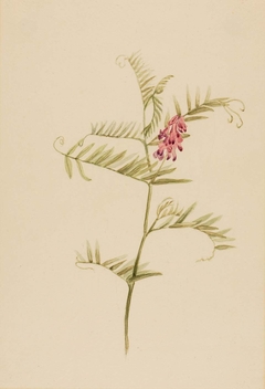 Vicia americana by Mary Vaux Walcott