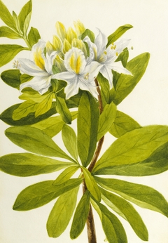 Western Azalea (Rhododendron occidentale) by Mary Vaux Walcott