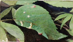 White Birch Leaf Edge Caterpillar, study for book Concealing Coloration in the Animal Kingdom by Emma Beach Thayer