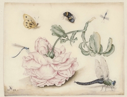 A Rose and Five Insects