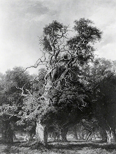 An Old Oak, Forest Of Arden, Warwickshire by Frederick Henry Henshaw