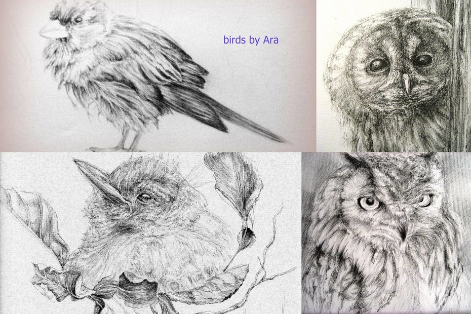 birds creations
