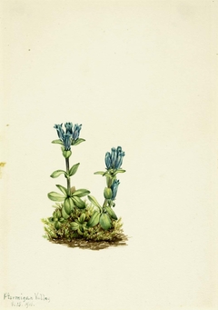 Bluegreen Gentian (Gentiana glauca) by Mary Vaux Walcott