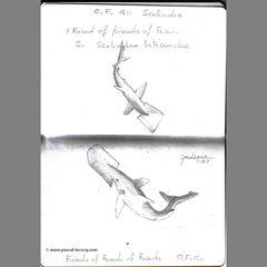 Carnet Bleu: Encyclopedia of…shark, vol.II p16 by Pascal by Pascal Lecocq