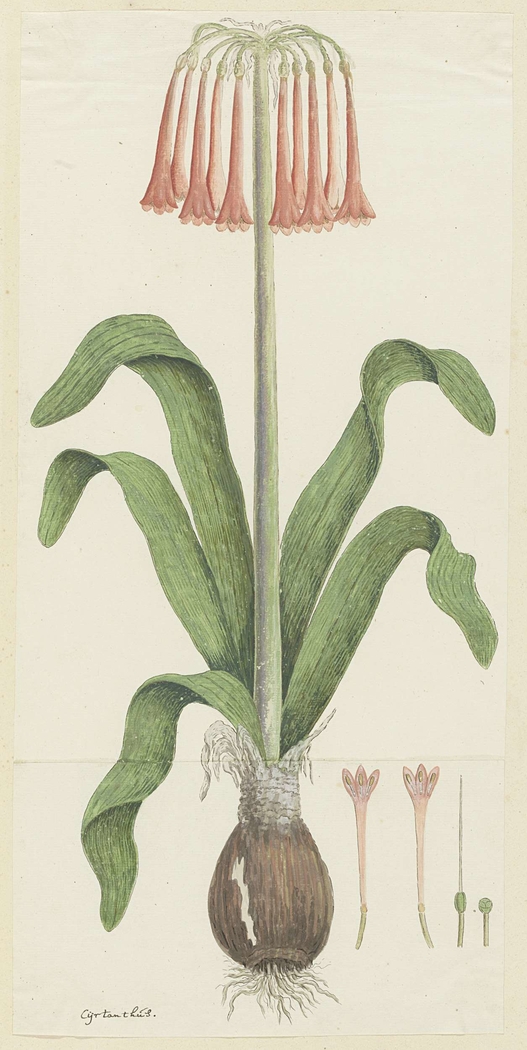 Cyrtanthus carneus, met detailstudies van de bloeiwijze