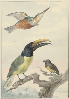 Drie vogels: een IJsvogel, een Prins von Wied's Toekan en een Organist by Aert Schouman