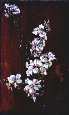 Estudio de flores de almendro by Casto Plasencia
