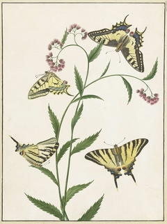 Four Butterflies on Flowers