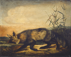 Long-Tailed Red Fox by John Woodhouse Audubon