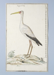 Nimmerzat (Mycteria ibis)