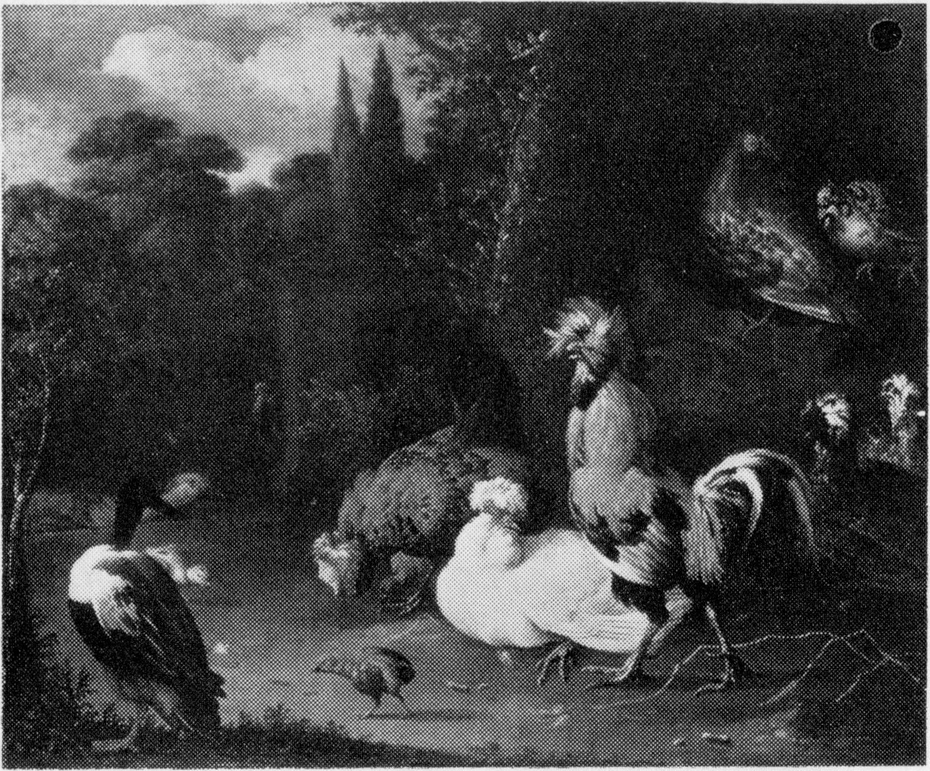 Poultry and ducks in a park