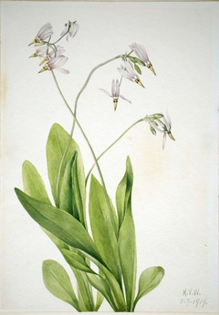 Shooting Star (Dodecatheon meadia) by Mary Vaux Walcott