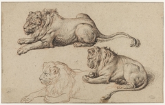 Studieblad met drie liggende leeuwen by Jacob de Gheyn II
