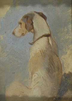 Study of a Greyhound