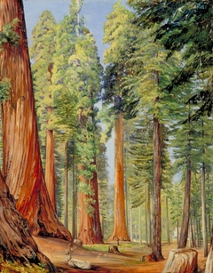 The Calaveras Grove of the Big Tree or Wellingtonia, in the Evening by Marianne North