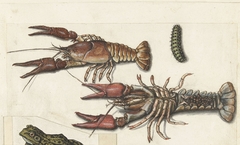 Twee langoustines en een rups by Unknown Artist