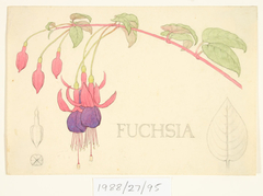 Untitled (Fuchsia) by Vivian Smith