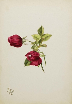 (Untitled--Rose) by Mary Vaux Walcott