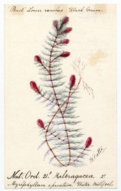 Water millfoil (myriophyllum spicatum) - William Catto - ABDAG016363 by William Catto