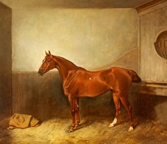 A Chestnut Hunter with a White Blaze, in his Stable by John Alfred Wheeler