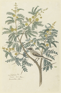 Acacia karroo met een Kaapse kwikstaart