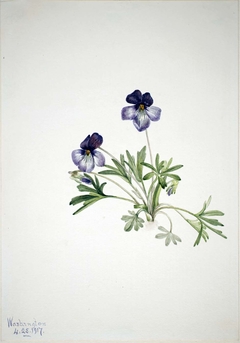 Birdsfoot Violet (Viola pedata) by Mary Vaux Walcott