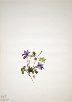 Blue Columbine (Aquilegia saximontana) by Mary Vaux Walcott