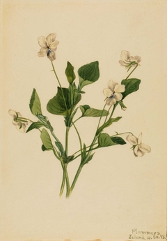 Cream Violet (Viola striata) by Mary Vaux Walcott