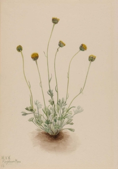 Cut Leaf Fleabane (Erigeron compositus nudus) by Mary Vaux Walcott