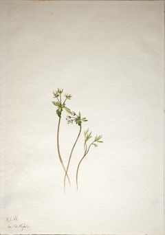 Harbinger of Spring (Erigenia bulbosa) by Mary Vaux Walcott