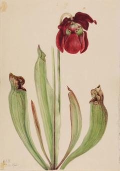 Hybrid Pitcherplant (Sarracenia rubra xs purpurea venosa) by Mary Vaux Walcott