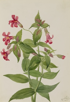 Lewis Monkey Flower (Mimulus lewisii) by Mary Vaux Walcott