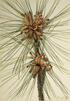 Loblolly Pine (Pinus taeda) by Mary Vaux Walcott