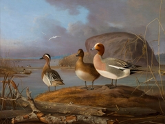 Pair of Wigeons and a Male Teal