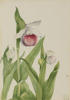 Showy Lady's Slipper (Cypripedium reginae) by Mary Vaux Walcott