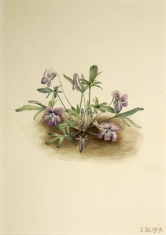 Southern Coast Violet (Viola septemloba) by Mary Vaux Walcott