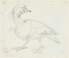 Studie van een eend en twee andere vogels by Aert Schouman