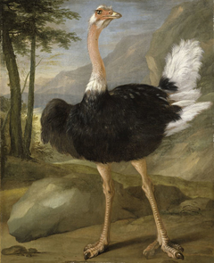 Study of an ostrich