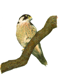 Taita Falcon (Falco fasciinucha)