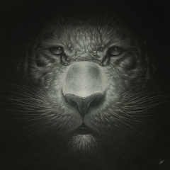 Tiger by Dr. Brezak