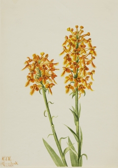 Yellow Fringe Orchid (Habenaria ciliaris) by Mary Vaux Walcott