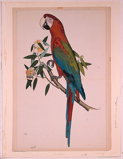 A Green-winged Macaw by Anonymous