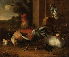 A poultry yard