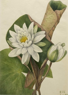 American Waterlily (Castalia odorata) by Mary Vaux Walcott
