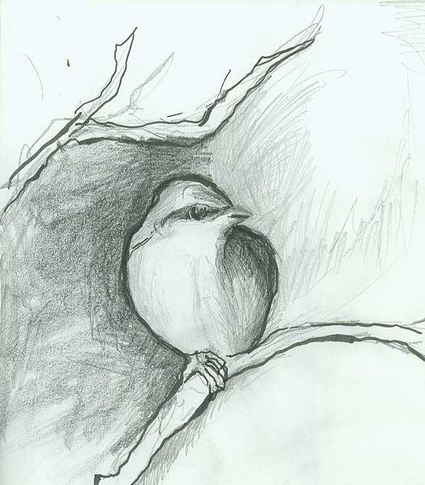 Bird Sketch 1