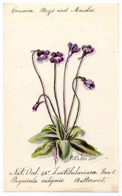 Butterwort (Pinguicula vulgaris) - William Catto - ABDAG016053 by William Catto